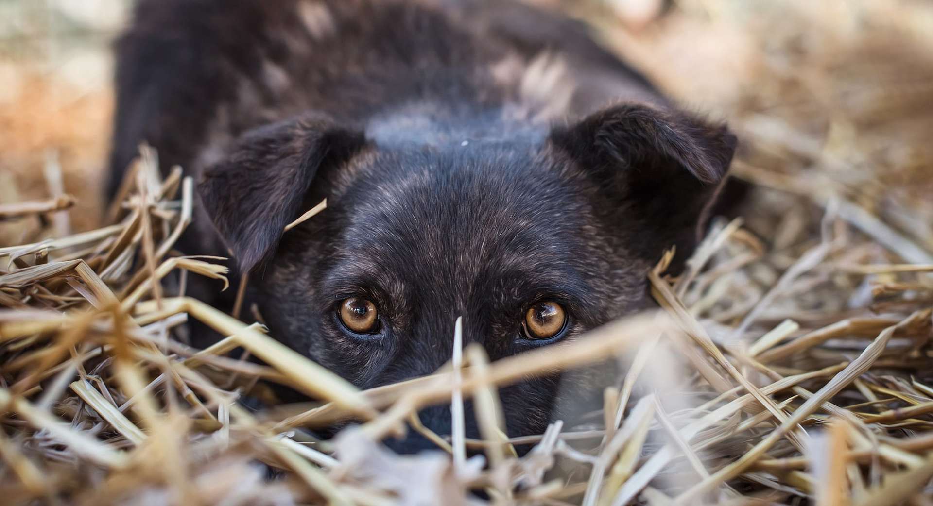 Streunerparadies Zukunft für Strassenhunde In Resozialisierung