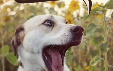 Die neue Website ist online!