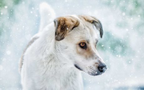 Aaron: Vom Straßenhund zum Fotomodel