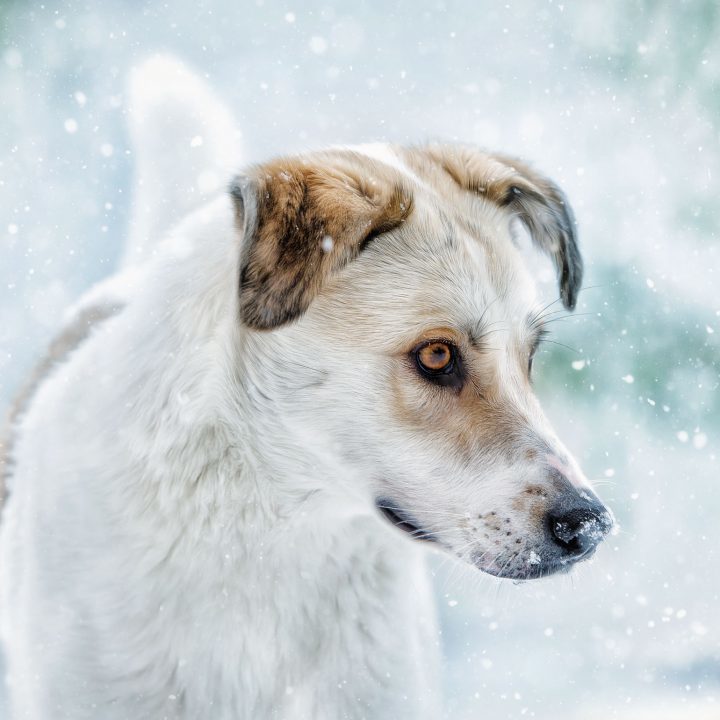 Aaron: Vom Straßenhund zum Fotomodel