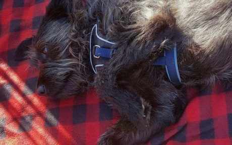 Delma findet endlich ein Zuhause