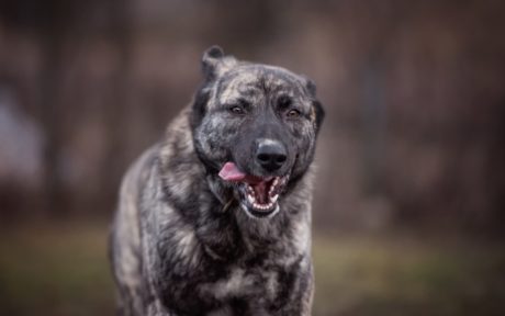 Griechin Frieda findet ihr Glück in Österreich