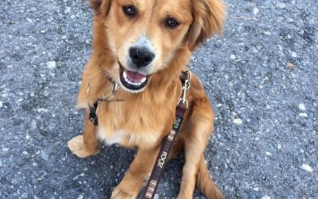 Klein Jasper wird adoptiert