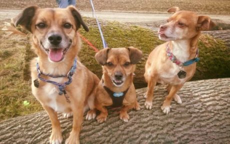 Der misshandelte Joey findet eine Familie