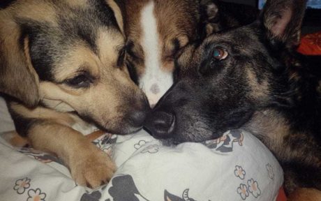 Liza: Vom Ketten- zum Familienhund