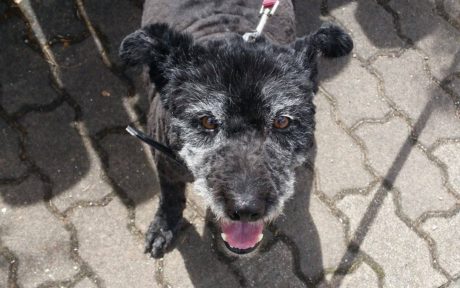 Happy End für Hundeopa Lukas