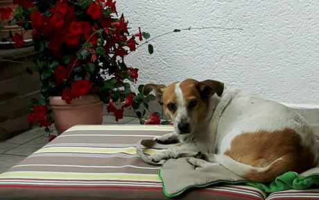 Luna hat ein Lebensplätzchen gefunden