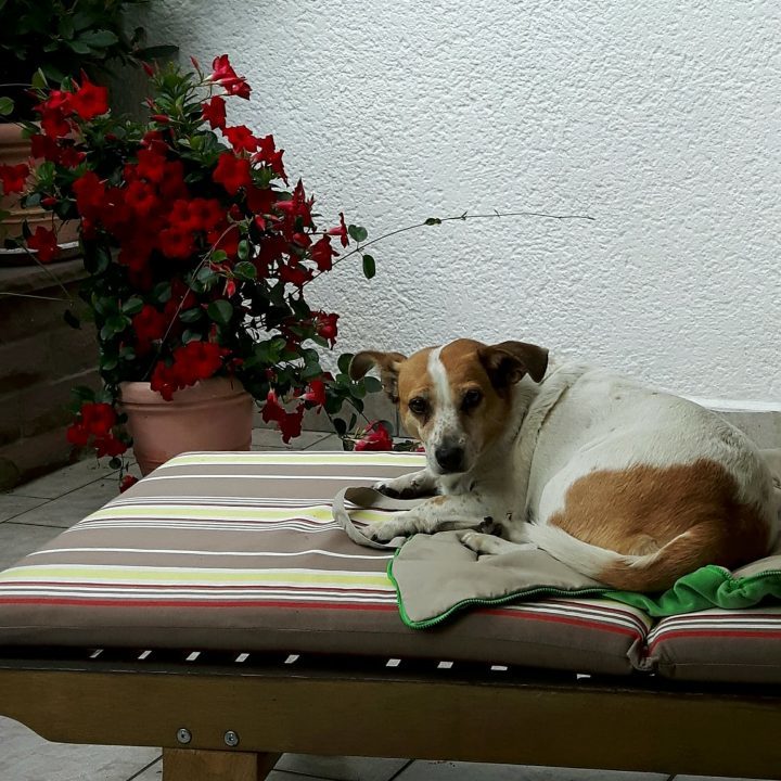 Luna hat ein Lebensplätzchen gefunden