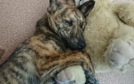 Von der Mülltonne in ein neues Leben