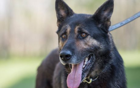 Rex legt seine Ketten für immer ab