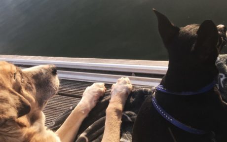 Hundeopa Rexi findet endlich ein Zuhause