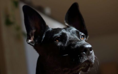 Schüchterne Sally wird zum klassenbesten Begleithund