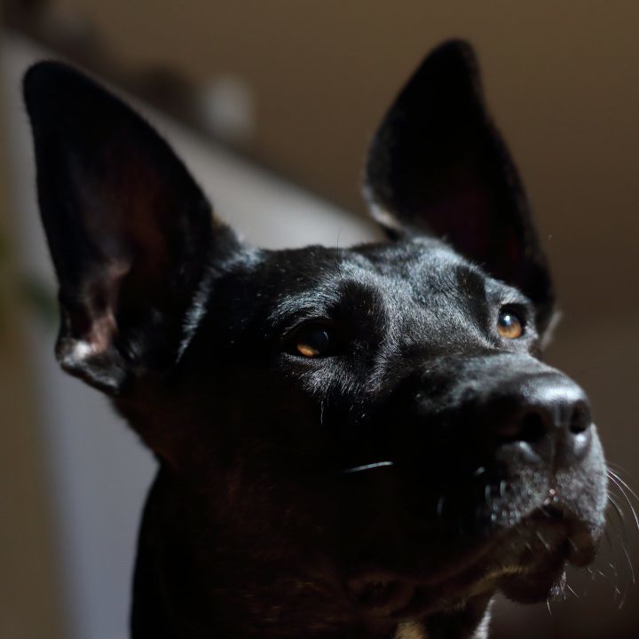 Schüchterne Sally wird zum klassenbesten Begleithund