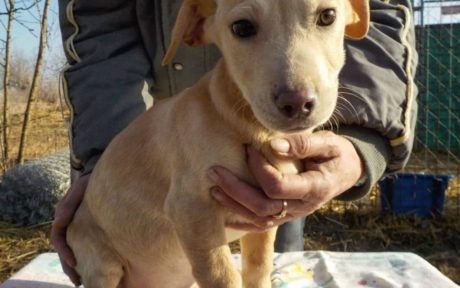 Der kleine Woody findet sein Glück bei Familie Traub