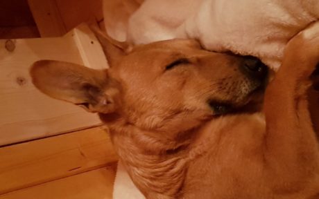 Unser verängstigter Ares findet das perfekte Zuhause