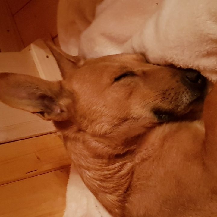 Unser verängstigter Ares findet das perfekte Zuhause