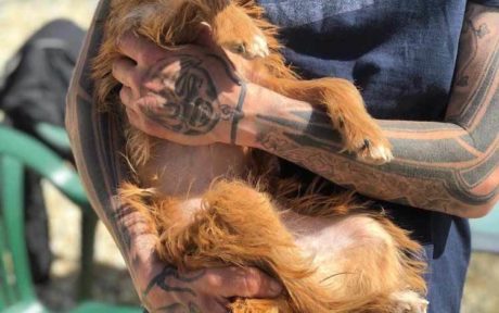 Wir kämpfen für Chihuahua-Mix Hündin Amulett