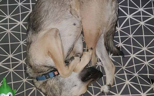 Neuigkeiten von misshandeltem Welpen Fluffy