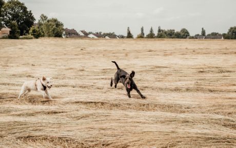 Wie Patrick auf den Hund gekommen ist :)