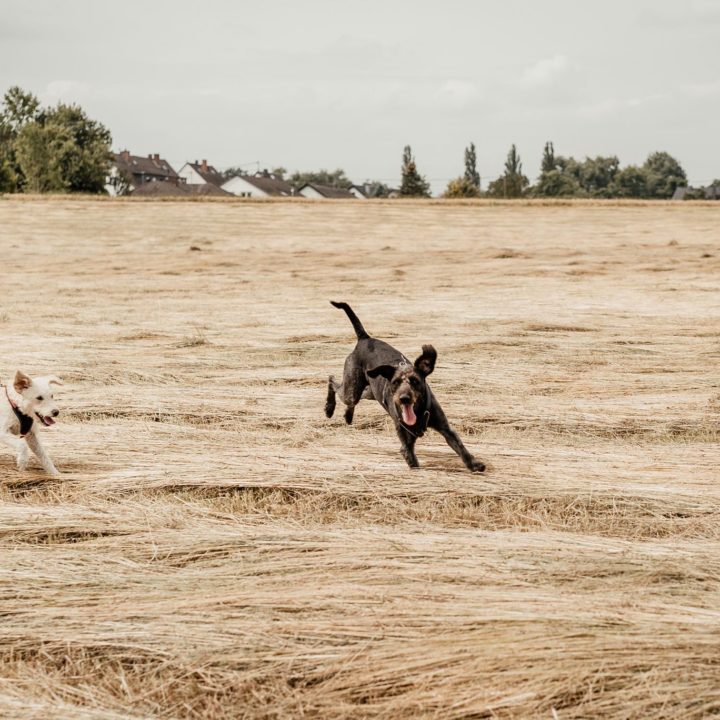 Wie Patrick auf den Hund gekommen ist :)