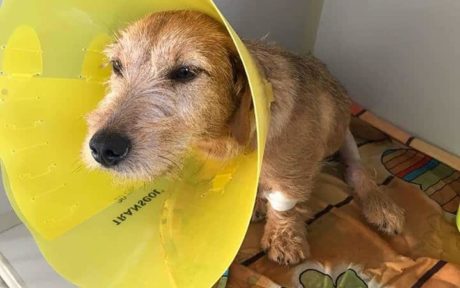 Loki wird überfahren… und bekommt eine zweite Chance