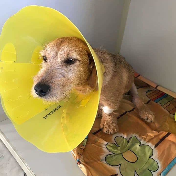 Loki wird überfahren… und bekommt eine zweite Chance