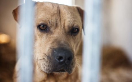 Corona-Krise auch für unsere Hunde!!