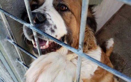 Große Rettungsaktion für ausgesetzte Hunde!