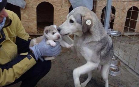 Warum Auslandstierschutz?