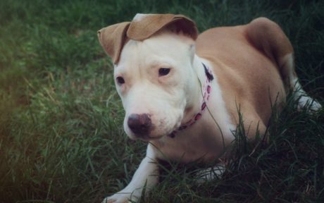 Happy End für unser Sorgenkind Savannah