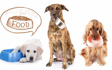 streunerparadies Futterspende, Futtersponsor werden, Futterspende Tierheim, Heilkraft