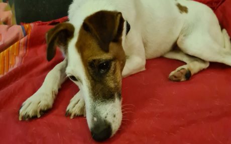 Notfall: Janka sucht dringend ein neues Zuhause