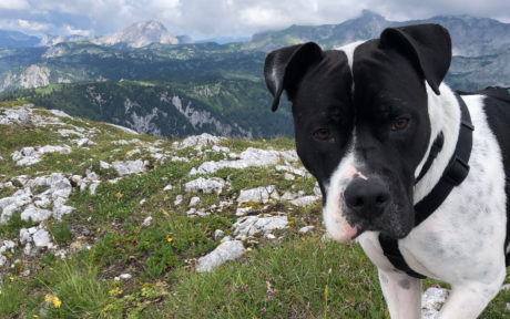 Pitbull Bosco sollte eingeschläfert werden… jetzt lebt er ein völlig neues Leben!