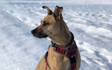 Nach 4 langen Jahren im Tierheim ein Happy End