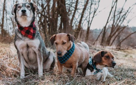 Alle guten Dinge sind 3