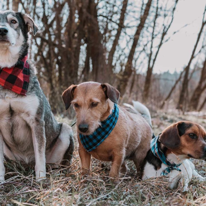 Alle guten Dinge sind 3