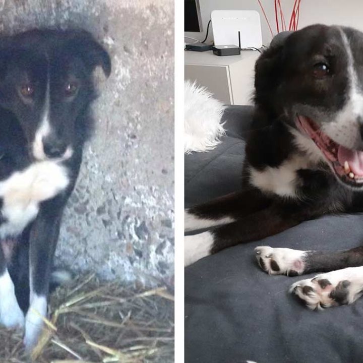 Dastan: Ende gut, alles gut