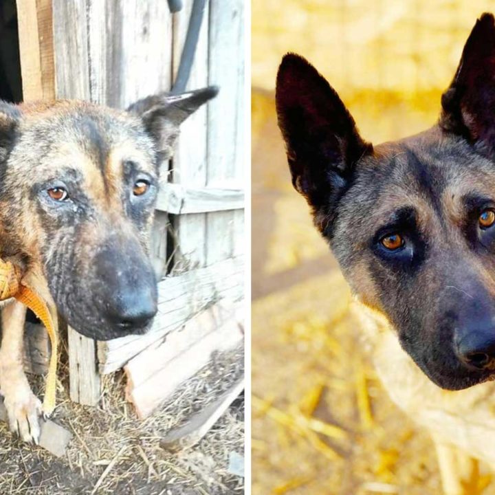 Elias’ unglaubliche Verwandlung