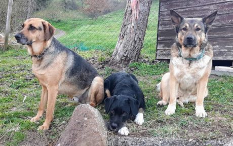 Drei Streuner, eine Familie!