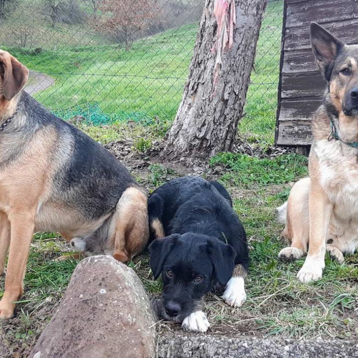 Drei Streuner, eine Familie!