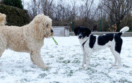 Milow schickt uns liebe Grüße aus seinem neuen Zuhause