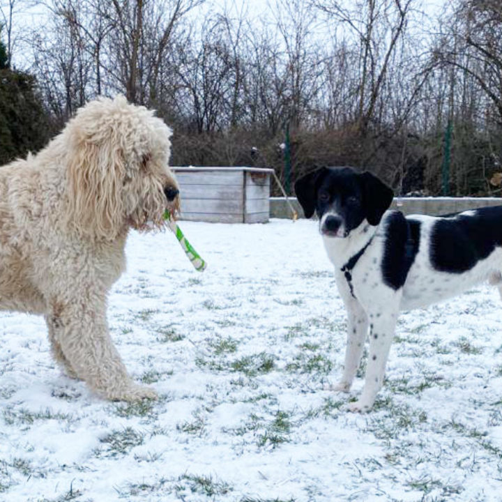 Milow schickt uns liebe Grüße aus seinem neuen Zuhause