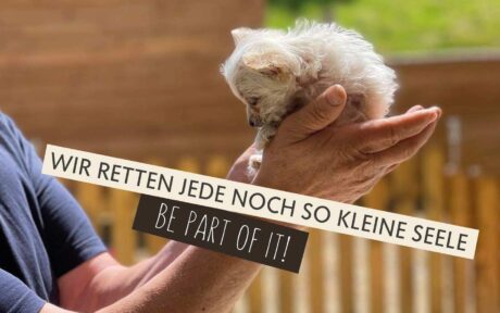 Jede Hundeseele hat einen Helden verdient!