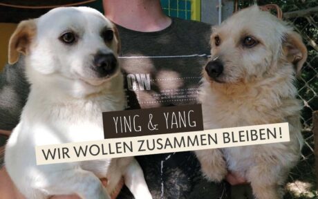 Ying & Yang: Mama und Sohn suchen gemeinsam eine Familie