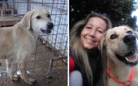 Schwer misshandelter Balu findet nach 7 Jahren sein Glück