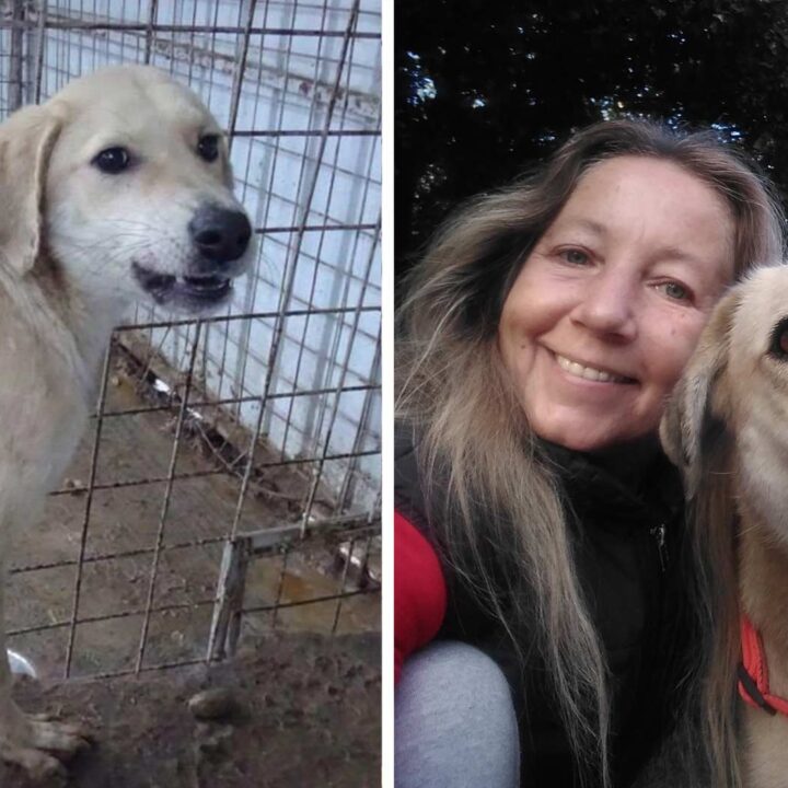 Schwer misshandelter Balu findet nach 7 Jahren sein Glück