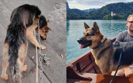 Vom Kettenhund zum geliebten Familienmitglied <3