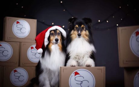 Charity XMAS Kooperation mit Shiva Chihuahua <3