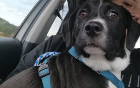 Ausgesetztes Hundekind wird Teil eines liebevollen Familienrudels!