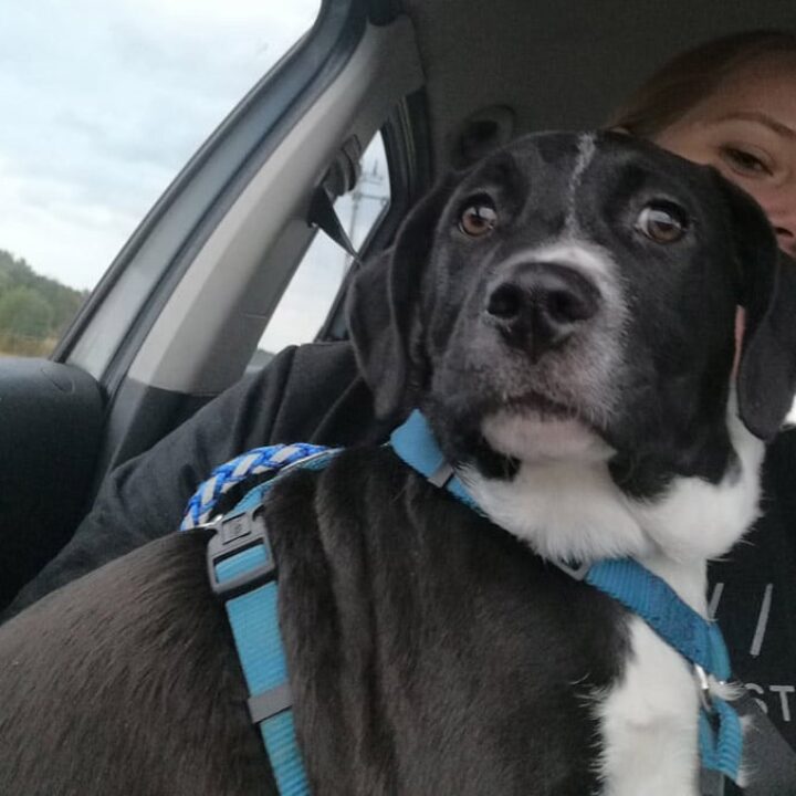 Ausgesetztes Hundekind wird Teil eines liebevollen Familienrudels!